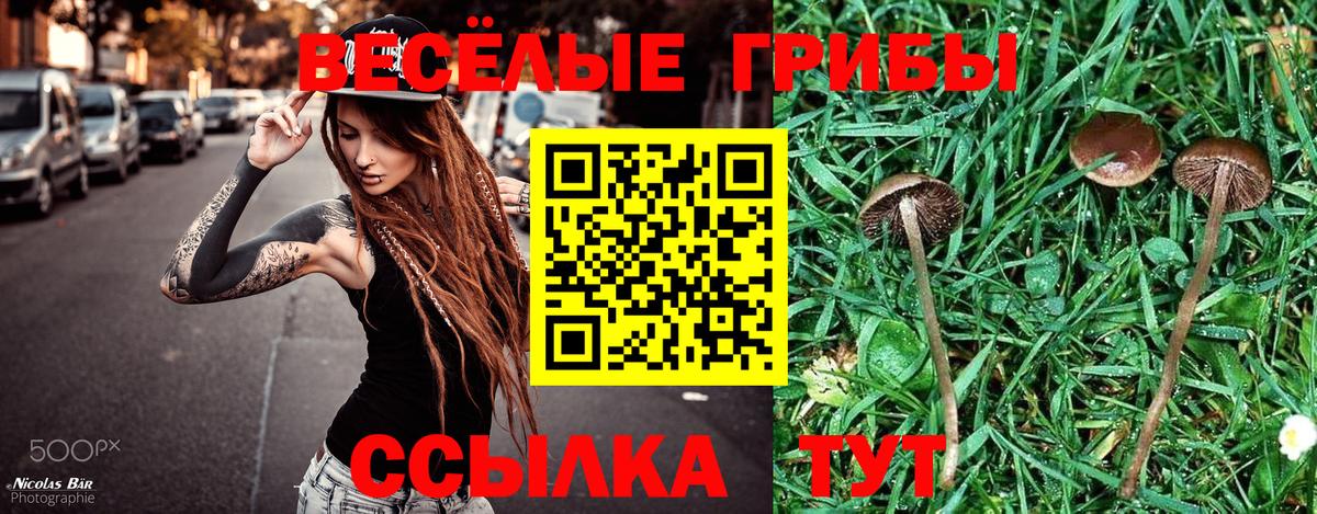 Галлюциногенные грибы Psilocybine cubensis Рязань